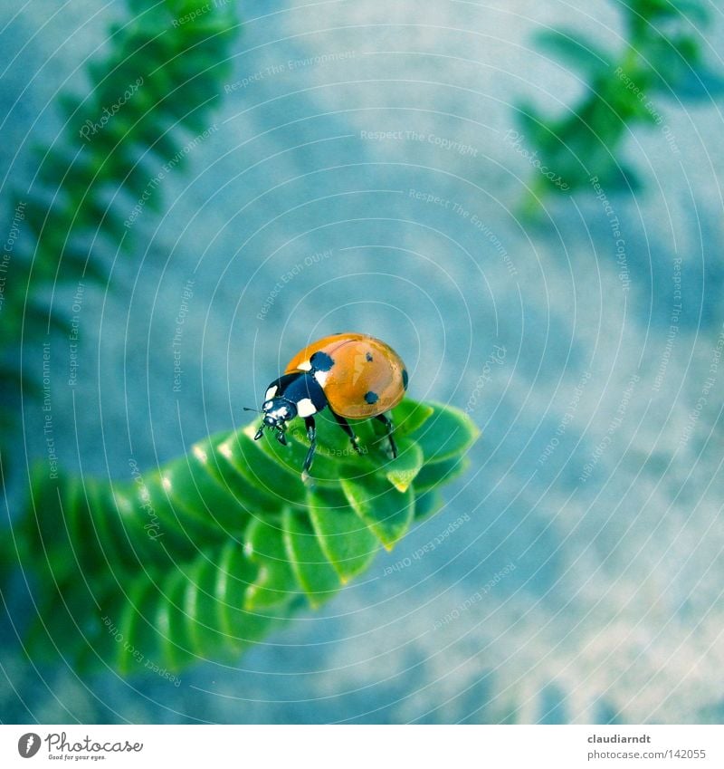 "Marienwürmchen" Ladybird Beetle Insect Point Spotted Crawl Macro (Extreme close-up) Plant Vantage point Green Above Perspective Bird's-eye view Happy