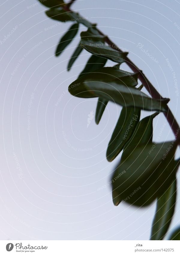 branch Green Plant Nature Branchage Twigs and branches Tree Sky Blue Light blue Perspective