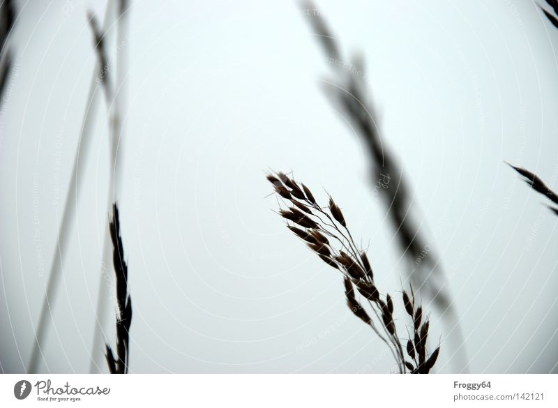 grass Grass Meadow Mountain meadow Relaxation Break Hiking Walking Habitat Clouds Ear of corn Seed Berries Seed head Stalk Blossom Wind Weigh Whisper Summer