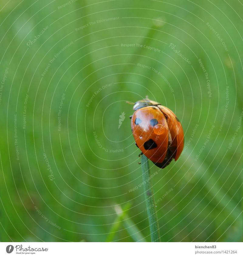 Ladybird looks around Grass 1 Animal Flying Crawl Green Red Rain Wing Blade of grass Point Exterior shot Close-up Macro (Extreme close-up)