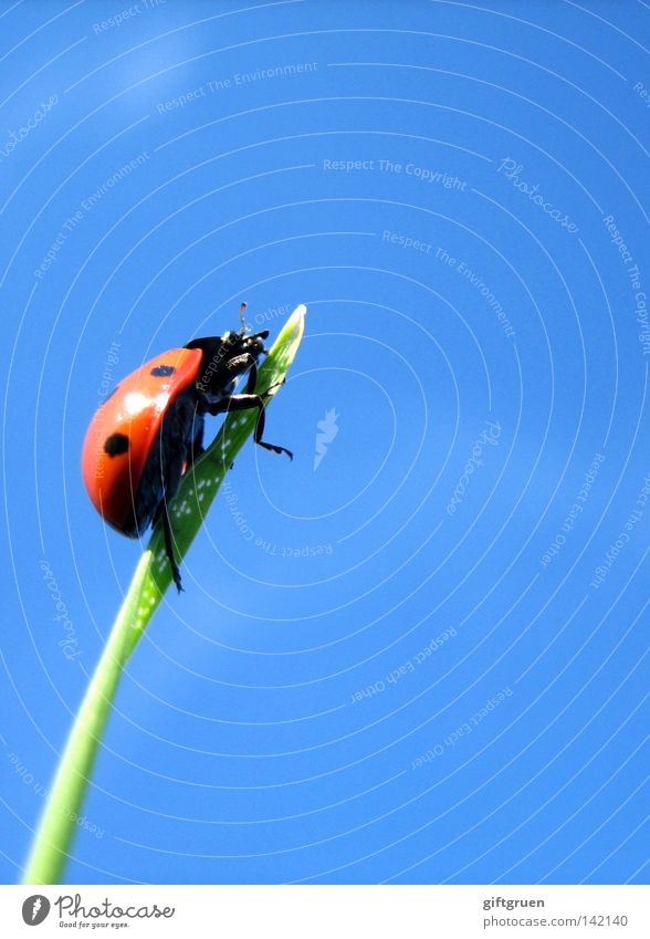 extreme climber Ladybird Blade of grass Grass Turn back Come Mountaineering Bow Sky Top Macro (Extreme close-up) Close-up Extreme sports Beetle Point Climbing