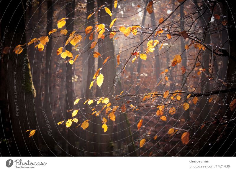 Autumn walk, a few leaves still hang in the sun-drenched forest. Joy Calm Leisure and hobbies Hiking Nature Beautiful weather Tree Forest Bavaria Germany