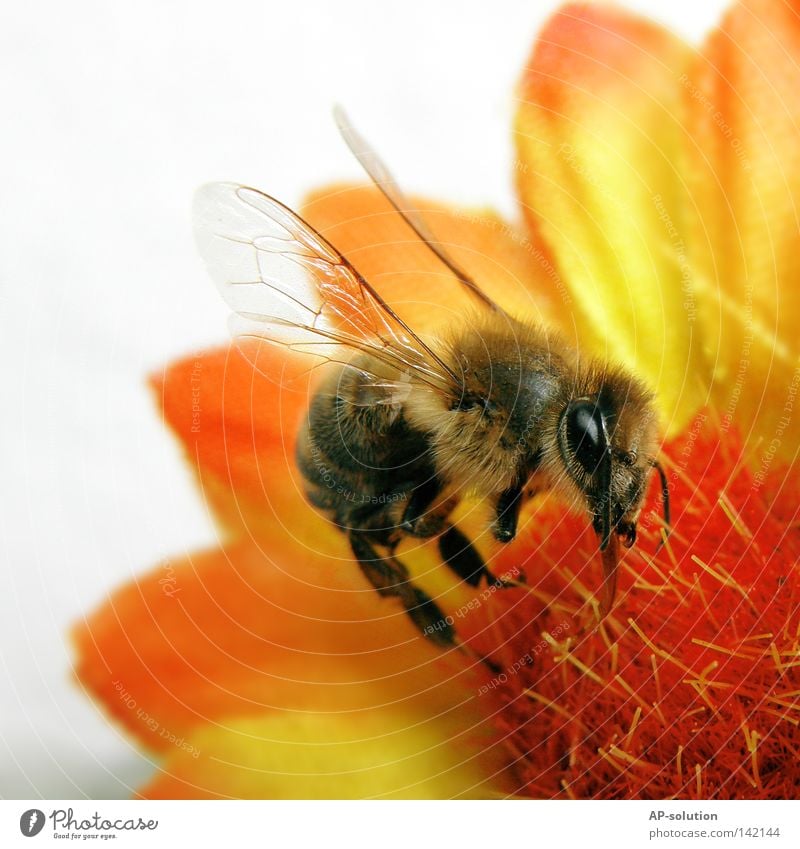 bee Bee Maja Flower Plant Animal Stamen Pollen Wing Insect Pierce Work and employment Diligent Suck Honey bee Macro (Extreme close-up) Flying insect Yellow