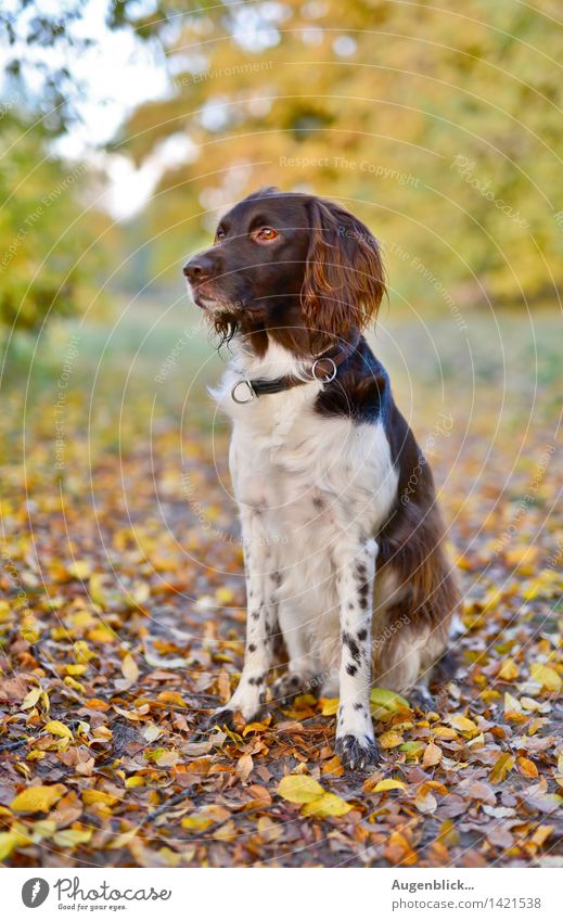 look back... Animal Dog 1 Observe Going Walking Looking Sit Friendliness Happiness Fresh Multicoloured Attentive To enjoy Happy Contentment Exterior shot Day