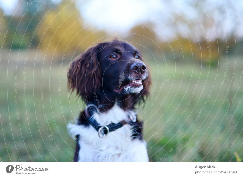 13... Friday Animal Pet Dog Hiking Friendliness Curiosity Watchfulness Society Colour photo Exterior shot Twilight