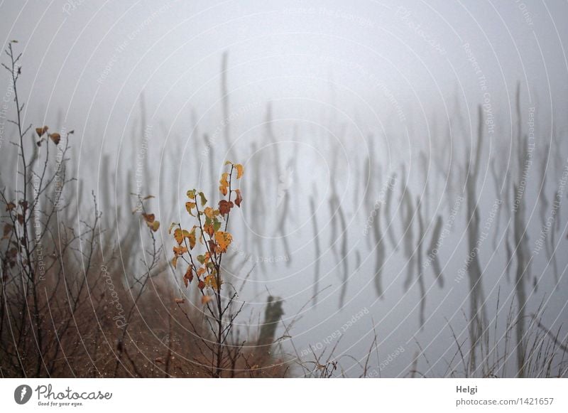 Helgiland II, mysterious. Environment Nature Landscape Plant Water Autumn Fog Grass Bushes Leaf Wild plant Tree trunk Bog Marsh Old Stand To dry up Growth