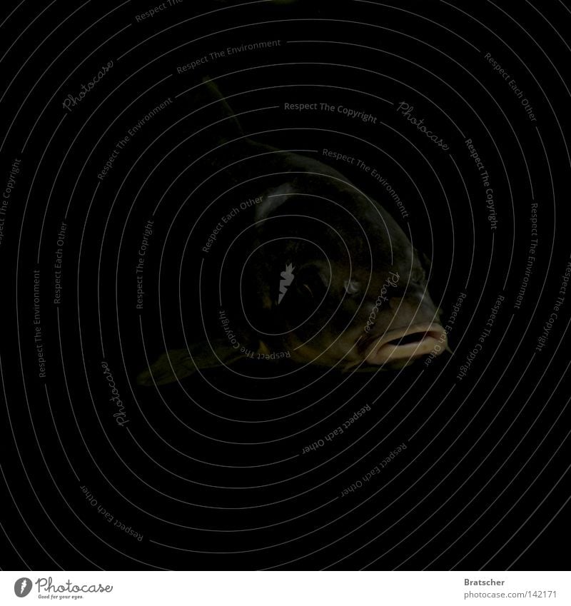 Spy - Reloaded Dark Creepy Film industry Assassin Intuition Anger Aggression Threaten Deep sea Fear Panic Dangerous Fish Carp Murder Force Facial expression