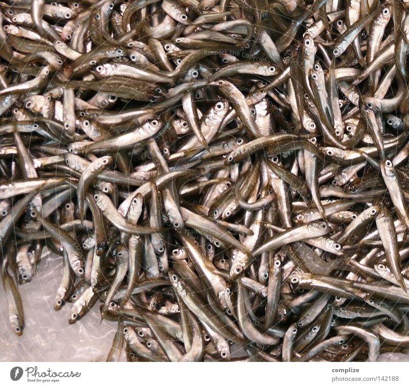 Sardinia Sardine Fish market Multiple Ocean Fish eyes Cooking Kitchen Restaurant Fish breeding Sea water Fishery Fishing (Angle) Small Gastronomy fish-smell