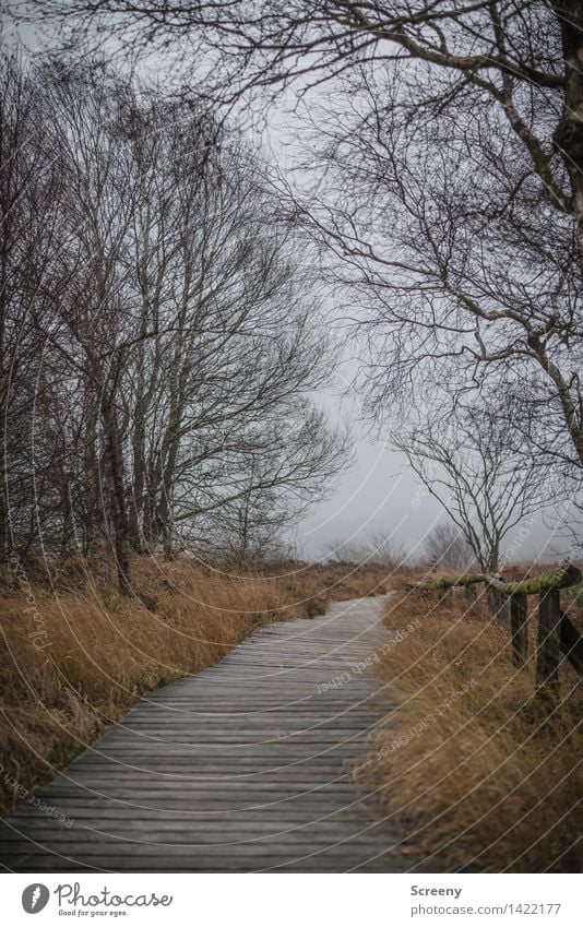 melancholy Vacation & Travel Trip Adventure Nature Landscape Plant Sky Autumn Bad weather Fog Tree Grass Bushes High Venn Eifel Bog Hiking Brown Gray Black Calm