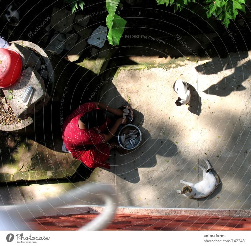 Backyard in Cochin (Kerala/India) Cat Fish Woman Indian Bird's-eye view Meal Production Calm Tension Shadow Kitchen Asia White-haired Preparation Nutrition