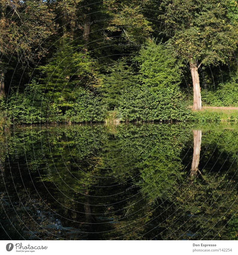 a walk in the park Forest Tree Park Bushes Green Idyll Lake Pond Water Reflection Moss Grass Meadow Tree trunk Leaf Lanes & trails To go for a walk Jogging