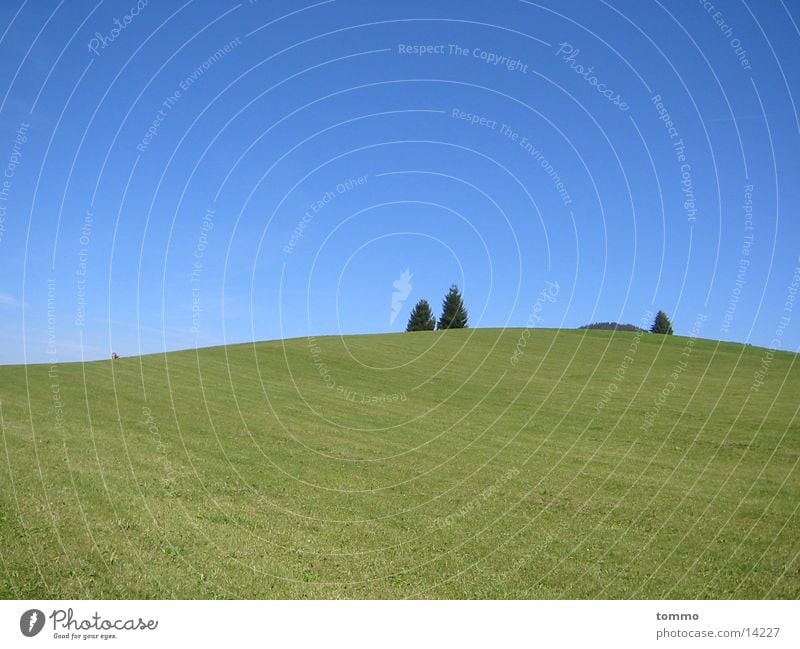 meadow Meadow Tree Allgäu Mountain Nature Sky Pasture