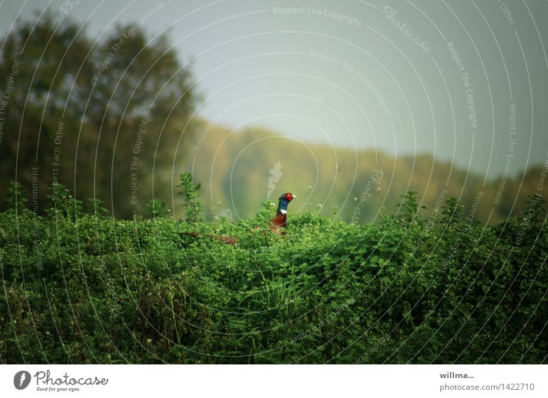 Pheasant with nettle salad, blurred Wild animal Gamefowl Pheasant family Green Multicoloured Nature Landscape Bushes Stinging nettle willma... Colour photo