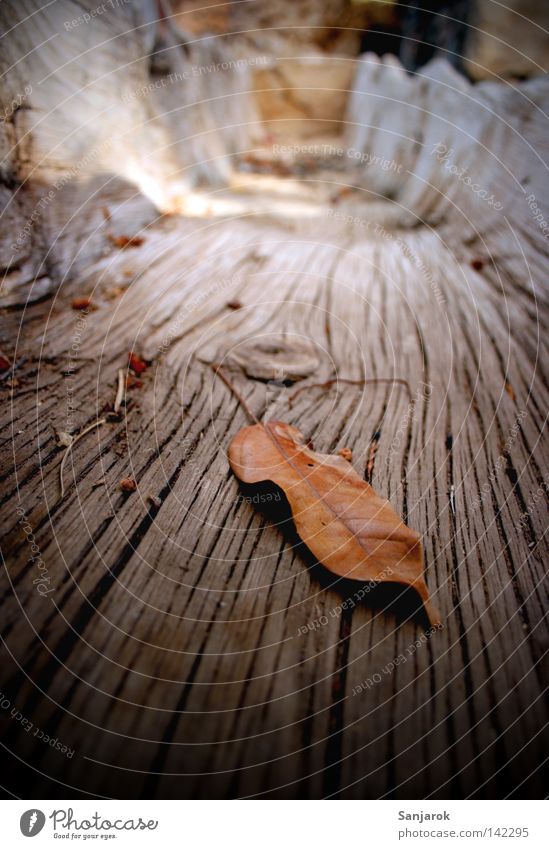 koa water more do (gas sin agua) Wood Dry Leaf Out of service Brown Tenerife Alpine pasture Craft (trade) wooden trough Dried Watering Hole animal potions