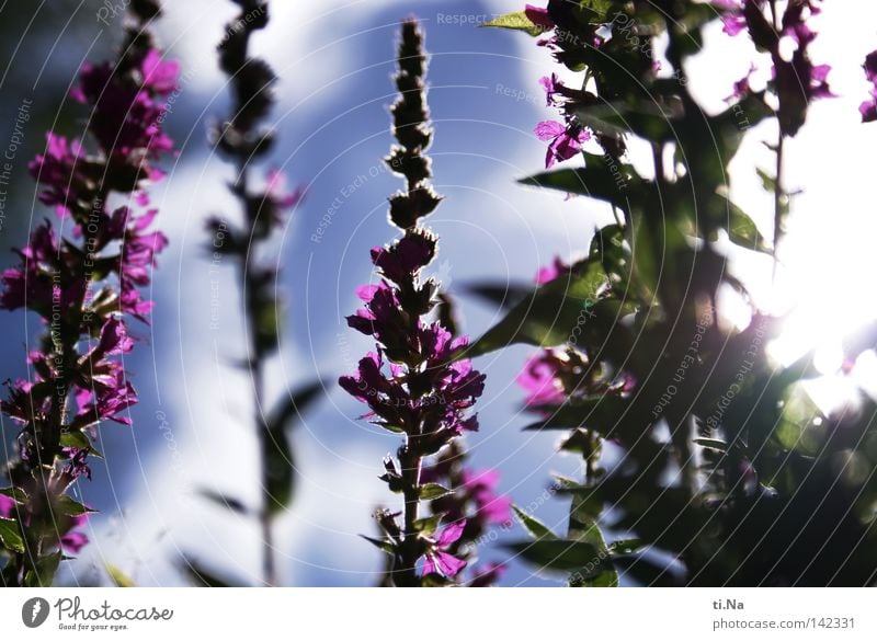 towards the sun Summer Plant Flower Blossom Violet Worm's-eye view Deserted Blur Sunlight Sky Colour photo Exterior shot Day Light Silhouette Reflection