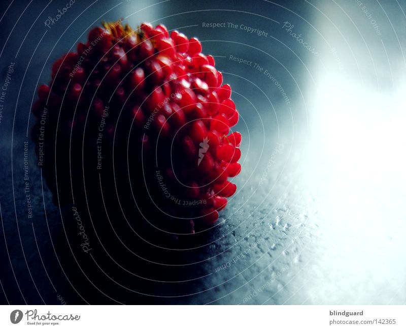 Wild wild strawberry Nutrition Red Sweet Dark Light Glittering Delicious Growing wild Nature Plant Mature Macro (Extreme close-up) Close-up Fruit Vitamin