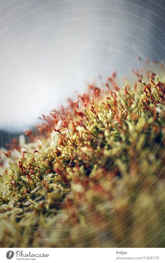 moss blossom Plant Spring Moss Blossom Natural Green Red Nature Macro (Extreme close-up) Colour photo Exterior shot Close-up Detail Deserted Day