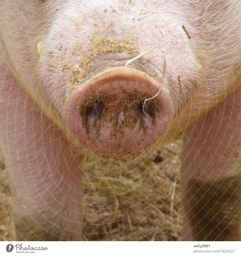 a lot of pig and a good nose in the new year... Animal Farm animal Swine Pig's snout 1 Breathe Stand Dirty Healthy Curiosity Pink Happy Barn Hay Straw Odor Sow