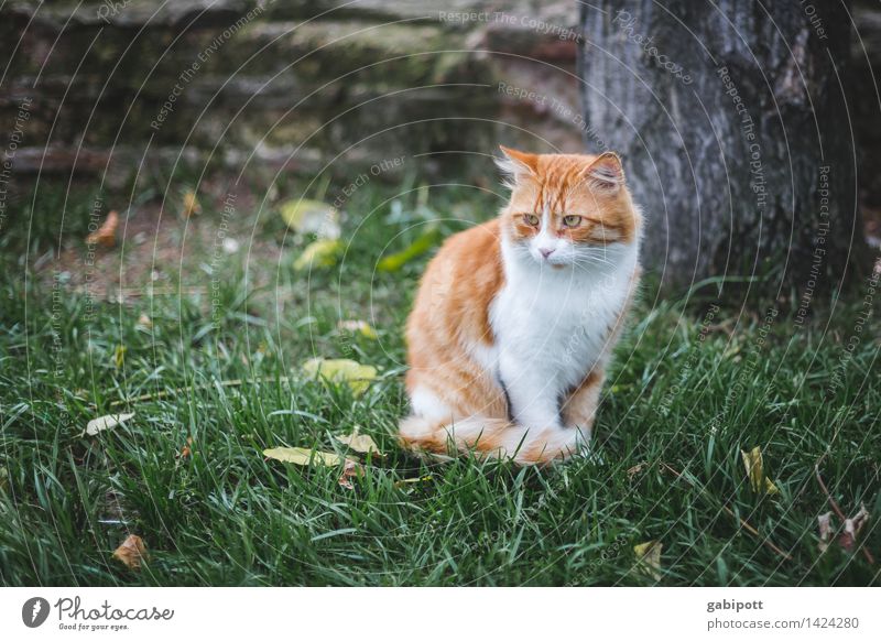 01_Cat on meadow in Istanbul Nature Meadow Animal Pet Farm animal Wild animal Observe Free Friendliness Beautiful Cuddly Brown Gold Red Uniqueness Independence