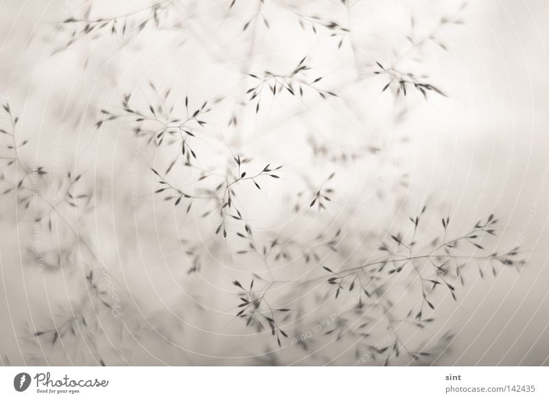 im busch Macro (Extreme close-up) Close-up Abstract alive Blur Bushes Clean Clarity Cold Winter Sepia Autumn grey Brown Line Pour random Shadow shape Smoothness