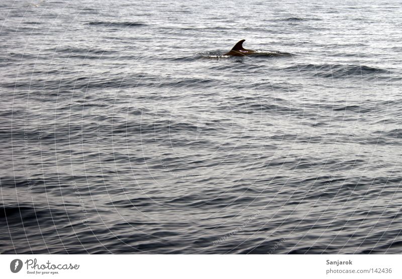 Flipper is our best friend..... Shark Dolphin Mix-up Ocean Fin Finn Dangerous Hi To feed Tuna fish Tenerife Atlantic Ocean Africa Canaries Shipwreck Sharkfin