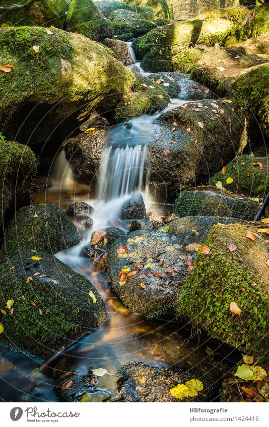 watercourse Environment Nature Landscape Plant Water Autumn Moss Leaf Forest Brook River Waterfall Green Serene Calm Idyll Runlet Stony Rock mossy Colour photo