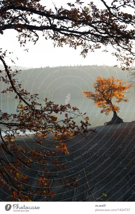 autumn Vacation & Travel Tourism Trip Hiking Environment Nature Landscape Animal Water Sunrise Sunset Autumn Fog Tree Lakeside Lake Eder Brown Yellow Moody