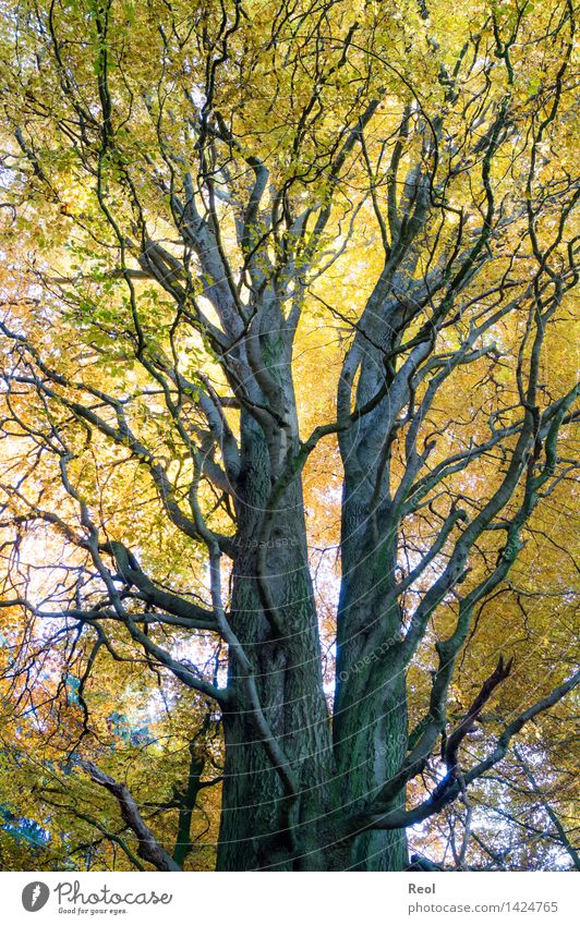 fork Environment Nature Plant Elements Autumn Beautiful weather Tree Leaf Wild plant Tree trunk Junction Twigs and branches Forest Multicoloured Yellow Gold