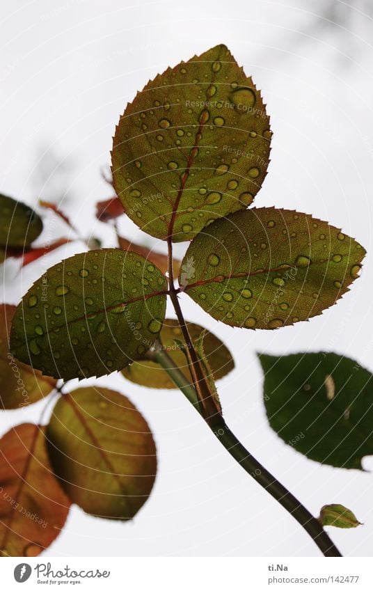 summer rain rose Plant Water Sky Clouds Leaf Green Rose leaves Drops of water Colour photo Exterior shot Day Contrast Silhouette Worm's-eye view