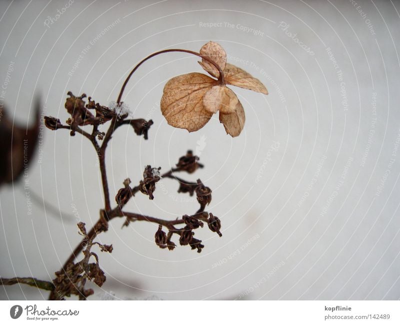 Flower in frost Blossom Winter Dried Impression Hydrangea garden horticulture Twig Snow