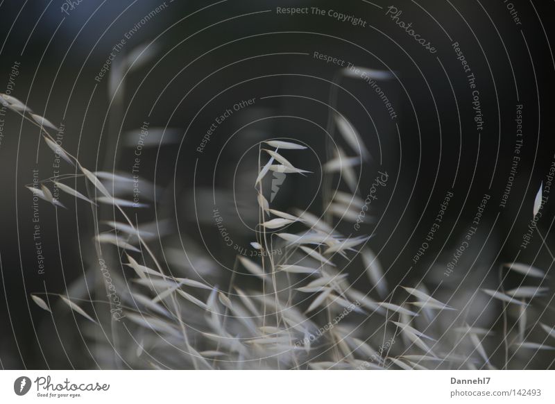 black - white - grass Black White Grass Blur Seed Gray Meadow Evening