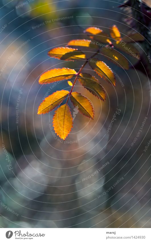 One last autumn light Autumn Plant Leaf Illuminate Hope Esthetic End Blur Autumnal colours Colour photo Multicoloured Exterior shot Close-up Deserted