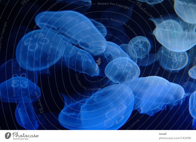 jellyfish Jellyfish Black light Aquarium Oceanografic Valencia Underwater photo Deep sea The deep Animal Neon light Light Fish oceanographic Empty Room