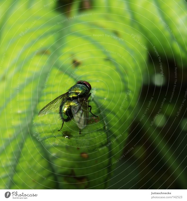 puck Fly Insect Leaf Green Glittering Sit Flesh fly Nature Wing Science & Research Summer bothersome Juttas snail Exterior shot