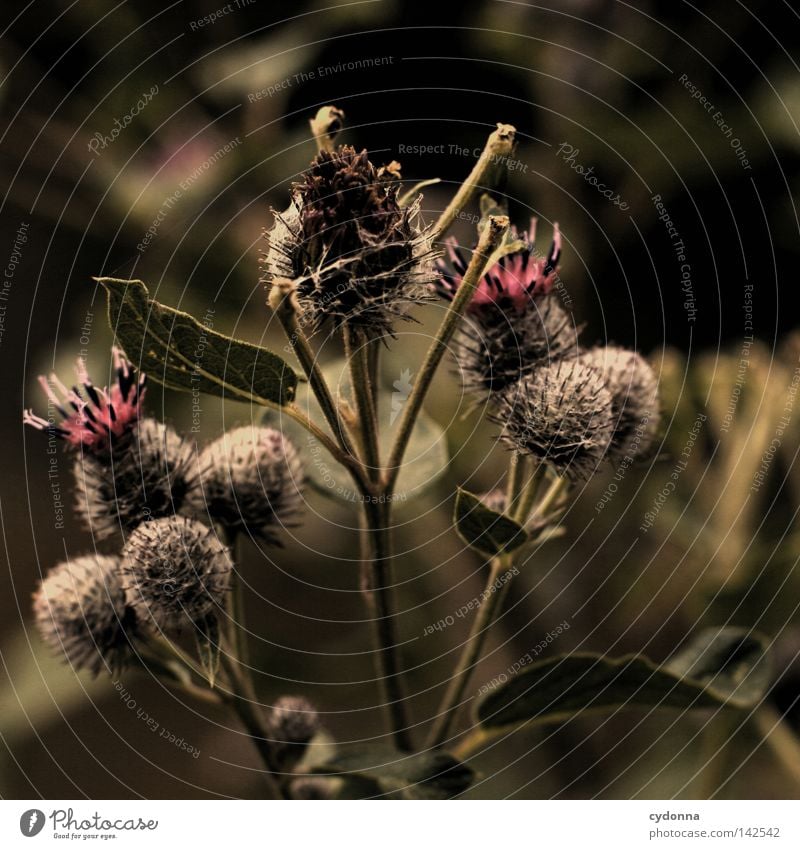 Affectionate [Weimar08] Great burr Hang up Plant Nature Flower Blossoming Thorny Green Detail Macro (Extreme close-up) Close-up Blur Moody Stalk Graceful