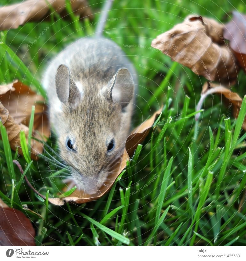 <3 Environment Nature Plant Animal Summer Autumn Grass Garden Park Meadow Wild animal Mouse Animal face 1 Crouch Small Curiosity Cute Brown Green Colour photo