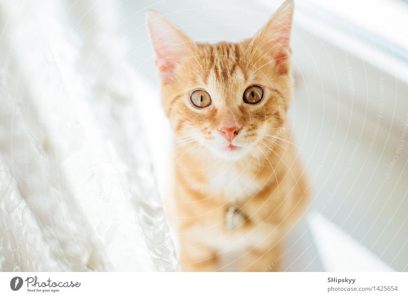 Little cat standing on the windowsill with sunshine background House (Residential Structure) Animal Pet Cat 1 Baby animal Looking Stand Beautiful Yellow Gold