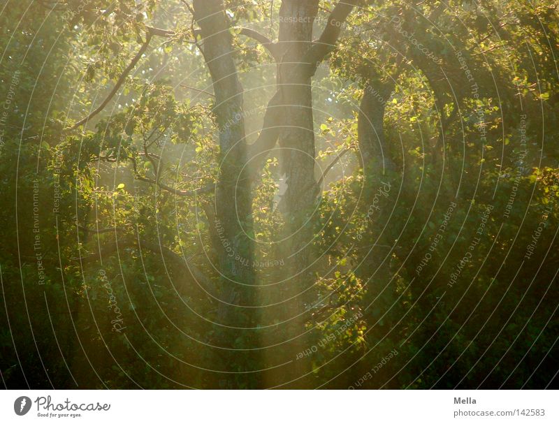 early morning forest Environment Nature Plant Sunrise Sunset Sunlight Tree Forest Natural Mysterious Mystic Colour photo Deserted Morning Day Light Shadow