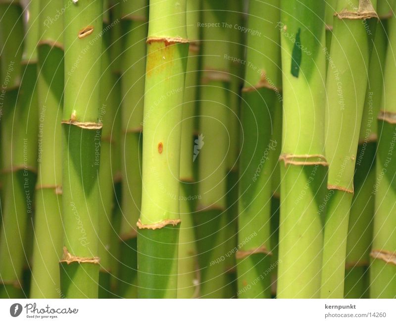 bamboo jungle Green Bamboo stick Plant