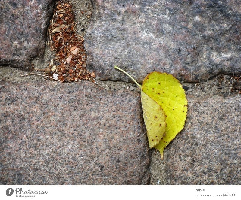 harbinger Autumn Leaf Lime tree Lime leaf Cobblestones Granite Gray Yellow Green Stone Minerals Transience Street Rain Wind To fall Lie stone grey Stalk