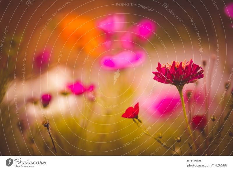 Dotted Elegant Style Nature Plant Summer Beautiful weather Flower Blossom Flower meadow Summerflower Flowering plant Grass Garden Blossoming Relaxation