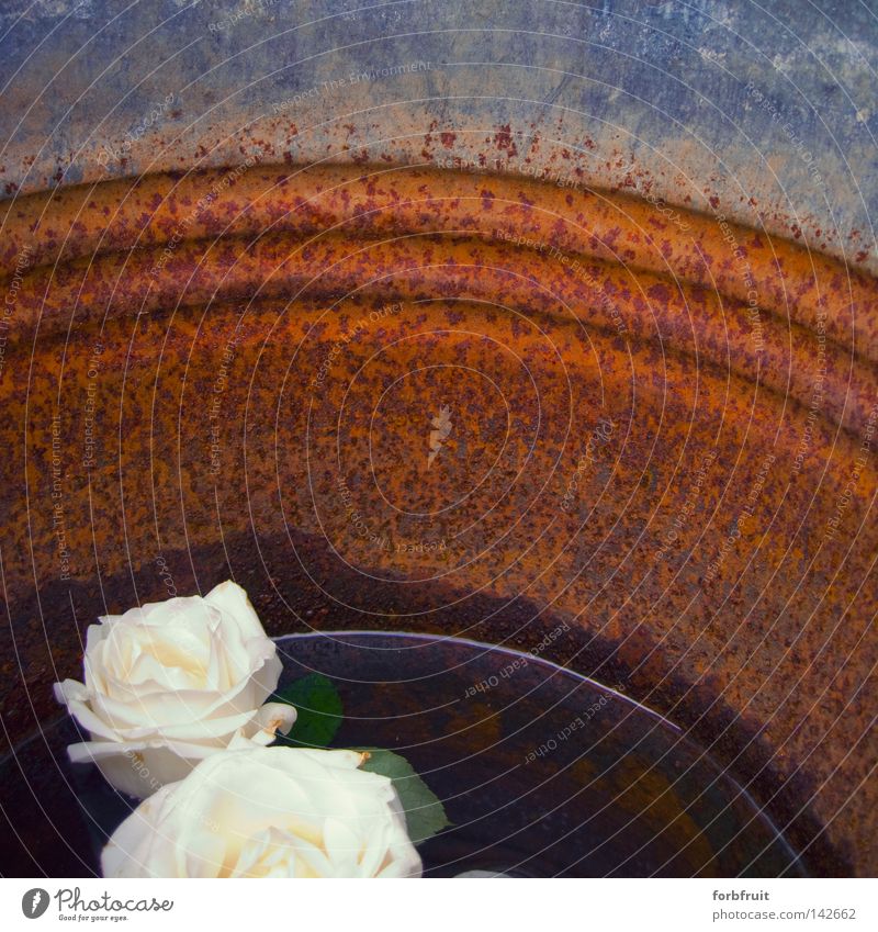 rose bucket Rose Water Surface Calm Pensive Peace Relaxation Bucket Contrast Containers and vessels Reflection Surface of water Rust Old Derelict Weathered