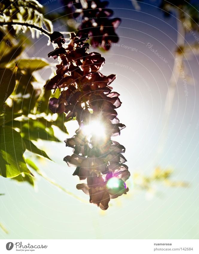 Bloomlight Light (Natural Phenomenon) Plant Flower Park Field Sky Summer Sun Blossoming Deciduous forest Clump of trees Green Nature Day Horticulture Leaf