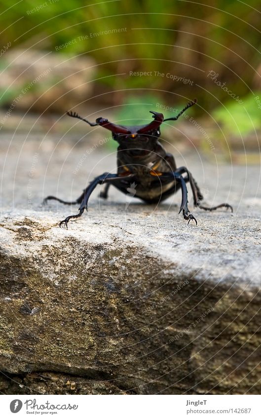 nature boy Natural stone Antlers Stag beetle Vacation & Travel Bow Threat Cooling On the corner Piedmont Lago Maggiore Summer Relaxation Discover Surprise