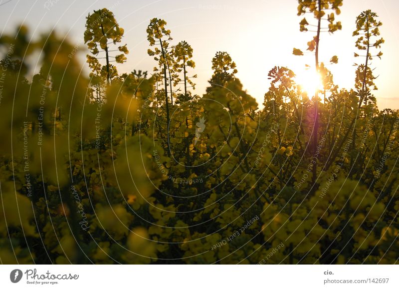 gold rush Yellow Gold Flower Meadow Canola Physics Nature Joy Spring Warmth