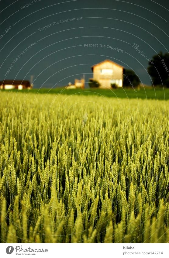 farmer house Grain Green Immature Mature Seed Ear of corn Field Culture Nutrition Light Lamp Grain alcohol House (Residential Structure) Farm Evening sun Moody