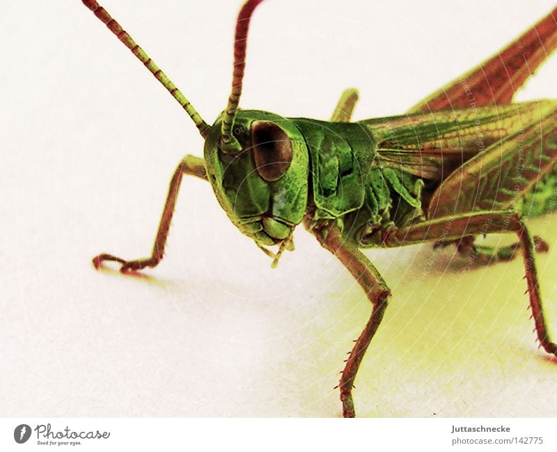 Mr. Flip Locust Dryland grasshopper Great green bushcricket Salto Insect Animal Jump Sit Crouch Looking Curiosity Cute Macro (Extreme close-up) Green Nature