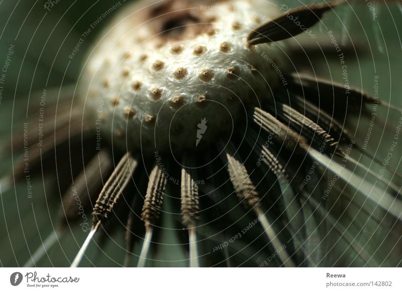 departure Blossom Plant Meadow Seed Nature Macro (Extreme close-up) Spring Dandelion Close-up Transience