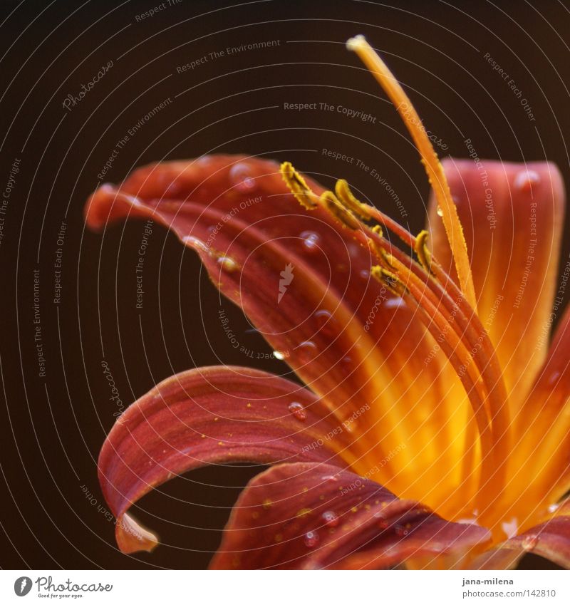 natural beauty Flower Lily Drops of water Water Pollen Calyx Blossom leave Nature Macro (Extreme close-up) Near Yellow Orange Red Brown Autumnal colours