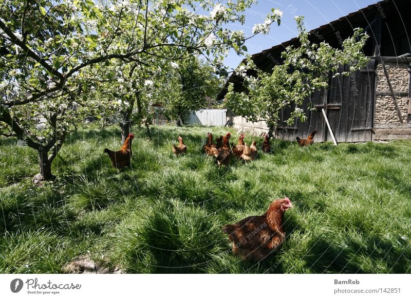 Spring on the farm Blossom Barn fowl Farm Tree Meadow Peace